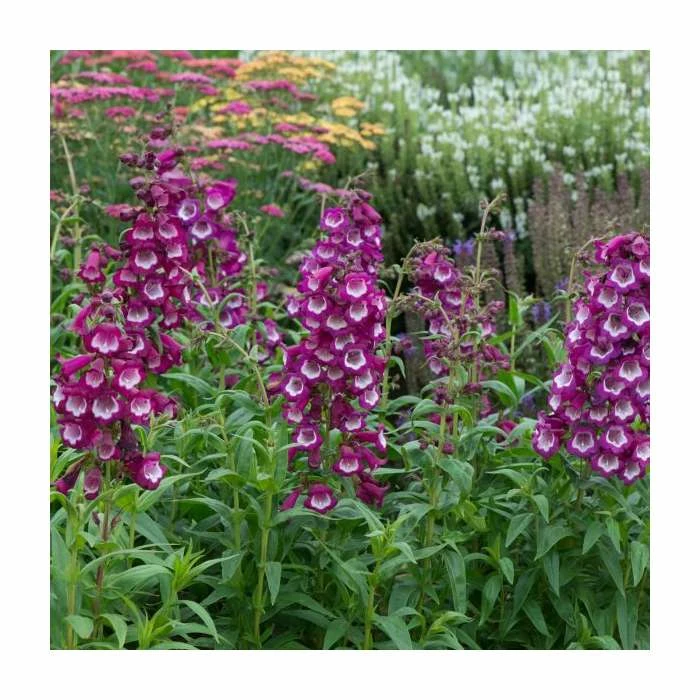 Penstemon Arabesque 'Violet' | Perennial | 5 x Large Plugs 4 Penstemon Arabesque 'Violet' | Perennial | 5 x Large Plugs - Image 2
