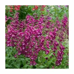 Penstemon Arabesque 'Violet' | Perennial | 5 x Large Plugs 8 Penstemon Arabesque 'Violet' | Perennial | 5 x Large Plugs -Starter Plant Sales PL9219PPX5 add image 2 e59f