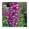 Penstemon Arabesque 'Violet' | Perennial | 5 x Large Plugs 1 Penstemon Arabesque 'Violet' | Perennial | 5 x Large Plugs -Starter Plant Sales PL9219PPX5 main image d54a