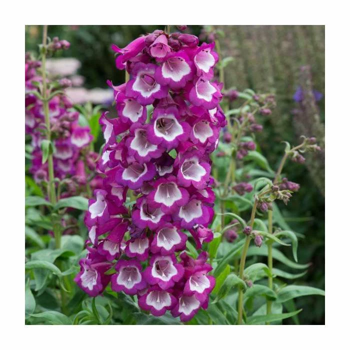 Penstemon Arabesque 'Violet' | Perennial | 5 x Large Plugs 3 Penstemon Arabesque 'Violet' | Perennial | 5 x Large Plugs