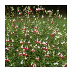 Salvia 'Hot Lips' | Perennial | 5 x Large Plugs 8 Salvia 'Hot Lips' | Perennial | 5 x Large Plugs -Starter Plant Sales PL9228PPX5 add image 2 aec4
