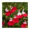 Salvia 'Hot Lips' | Perennial | 5 x Large Plugs -Starter Plant Sales PL9228PPX5 main image 0a22