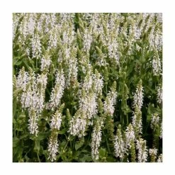 Front Page 19 Salvia 'Lyrical White' | Perennial | 5 x Large Plugs