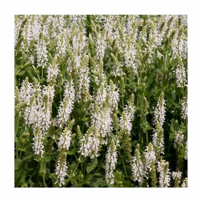Salvia 'Lyrical White' | Perennial | 5 x Large Plugs 2 Salvia 'Lyrical White' | Perennial | 5 x Large Plugs