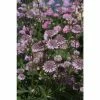 Astrantia major 'Button Pink' | Perennials | 5 x Large Plugs