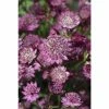 Astrantia major 'Button Cerise' | Perennials | 5 x Large Plugs 1 Astrantia major 'Button Cerise' | Perennials | 5 x Large Plugs -Starter Plant Sales PL9252SP main 03f5