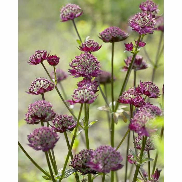 Astrantia major 'Moulin Rouge' | Perennials | 5 x Large Plugs 3 Astrantia major 'Moulin Rouge' | Perennials | 5 x Large Plugs