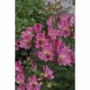 Alstroemeria x hybrida 'Summer Saint' | Perennials | 5 x Large Plugs 1 Alstroemeria x hybrida 'Summer Saint' | Perennials | 5 x Large Plugs -Starter Plant Sales PL9255SP main 4a0c