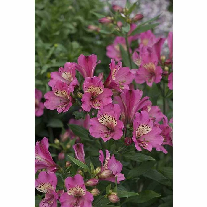 Alstroemeria x hybrida 'Summer Saint' | Perennials | 5 x Large Plugs 3 Alstroemeria x hybrida 'Summer Saint' | Perennials | 5 x Large Plugs