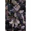 Alternanthera 'Purple Knight' | Bedding | 5 x Large Plugs 2 Alternanthera 'Purple Knight' | Bedding | 5 x Large Plugs -Starter Plant Sales PL9257SP main 14c3