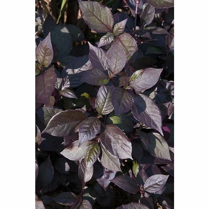 Alternanthera 'Purple Knight' | Bedding | 5 x Large Plugs 3 Alternanthera 'Purple Knight' | Bedding | 5 x Large Plugs