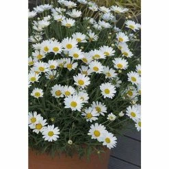 Argyranthemum 'Everest' | Bedding | 5 x Large Plugs