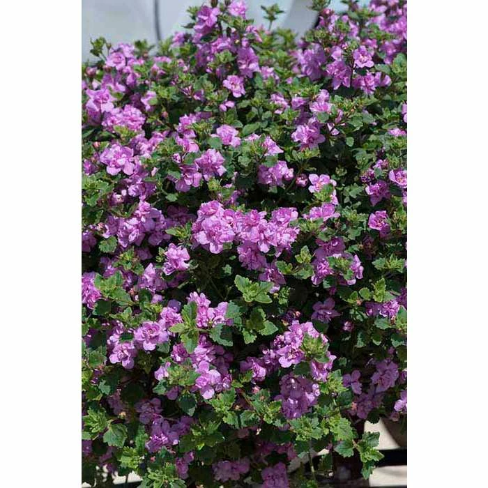 Bacopa Scorpia® 'Double Ballerina Pink' | Bedding | 5 x Large Plugs 3 Bacopa Scorpia® 'Double Ballerina Pink' | Bedding | 5 x Large Plugs