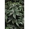 Begonia 'Hybrida Gryphon' | Bedding | 5 x Large Plugs -Starter Plant Sales PL9260SP main cb36