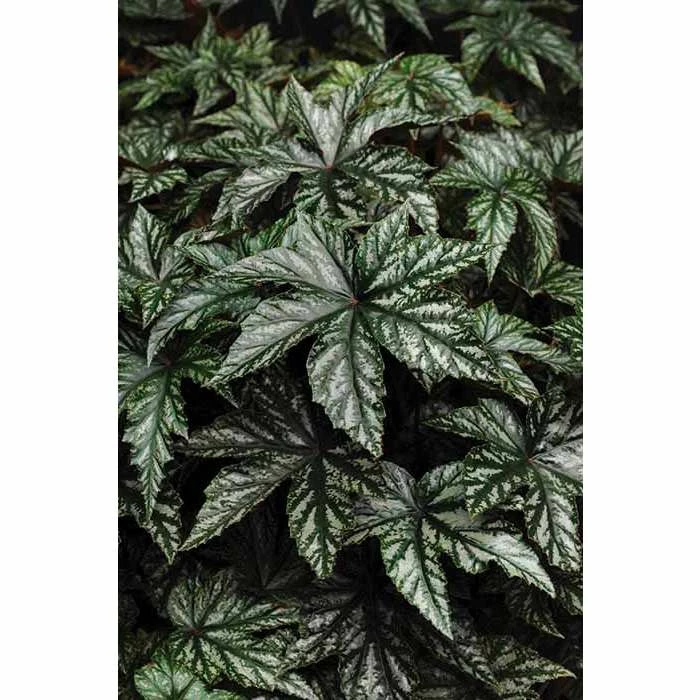 Begonia 'Hybrida Gryphon' | Bedding | 5 x Large Plugs 3 Begonia 'Hybrida Gryphon' | Bedding | 5 x Large Plugs