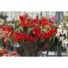 Begonia 'Funky Scarlet' | Bedding | 5 x Large Plugs 1 Begonia 'Funky Scarlet' | Bedding | 5 x Large Plugs -Starter Plant Sales PL9261SP main be85