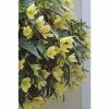 Begonia Million Kisses® 'Honeymoon' | Bedding | 5 x Large Plugs