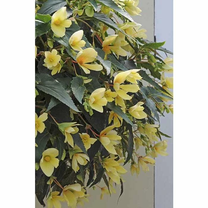 Begonia Million Kisses® 'Honeymoon' | Bedding | 5 x Large Plugs 3 Begonia Million Kisses® 'Honeymoon' | Bedding | 5 x Large Plugs