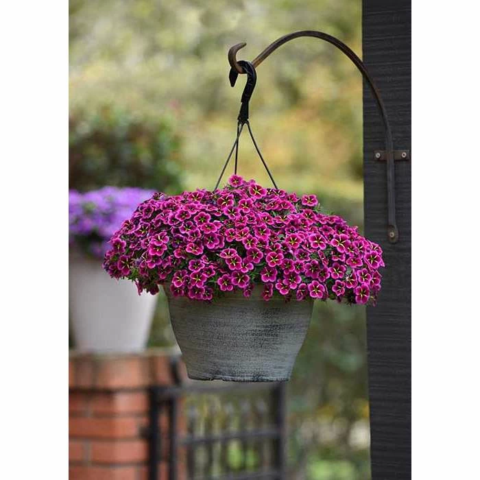 Calibrachoa Cabaret® 'Good Night Kiss' | Bedding | 5 x Large Plugs 3 Calibrachoa Cabaret® 'Good Night Kiss' | Bedding | 5 x Large Plugs