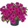 Calibrachoa Cabaret® 'Early Neon Rose' | Bedding | 5 x Large Plugs