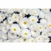 Chrysanthemum Belgian Garden Mums 'Isaura White' | Bedding | 5 x Large Plugs