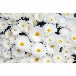 Chrysanthemum Belgian Garden Mums 'Isaura White' | Bedding | 5 x Large Plugs