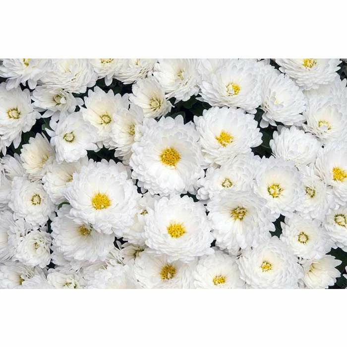Chrysanthemum Belgian Garden Mums 'Isaura White' | Bedding | 5 x Large Plugs 3 Chrysanthemum Belgian Garden Mums 'Isaura White' | Bedding | 5 x Large Plugs