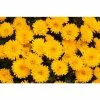 Chrysanthemum Belgian Garden Mums 'Isaura Yellow' | Bedding | Perennials | 5 x Large Plugs