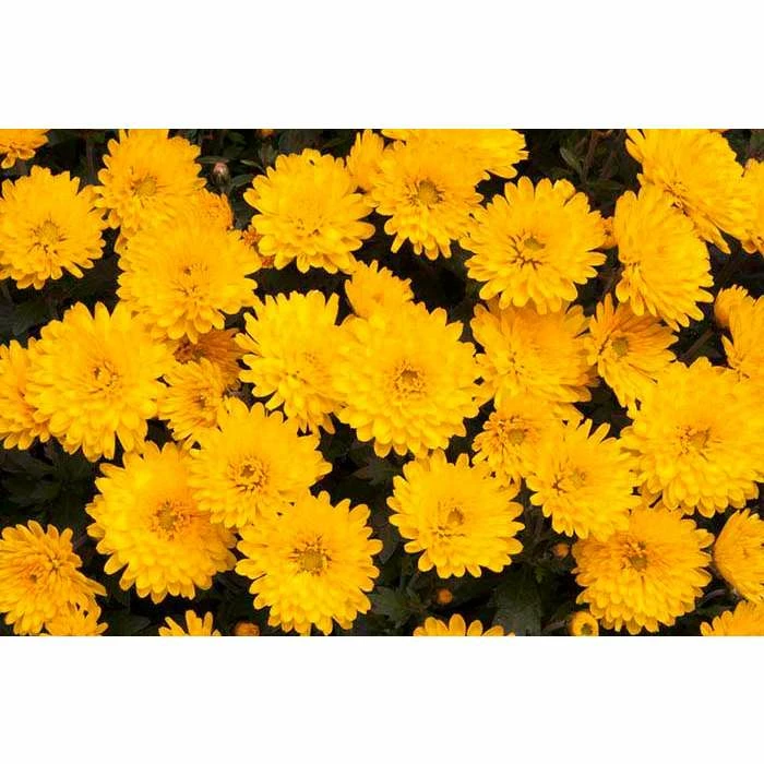 Chrysanthemum Belgian Garden Mums 'Isaura Yellow' | Bedding | Perennials | 5 x Large Plugs 3 Chrysanthemum Belgian Garden Mums 'Isaura Yellow' | Bedding | Perennials | 5 x Large Plugs