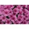 Chrysanthemum Belgian Garden Mums 'Remona' | Bedding | Perennials | 5 x Large Plugs 2 Chrysanthemum Belgian Garden Mums 'Remona' | Bedding | Perennials | 5 x Large Plugs -Starter Plant Sales PL9270SP main 7531