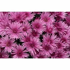 Chrysanthemum Belgian Garden Mums 'Remona' | Bedding | Perennials | 5 x Large Plugs