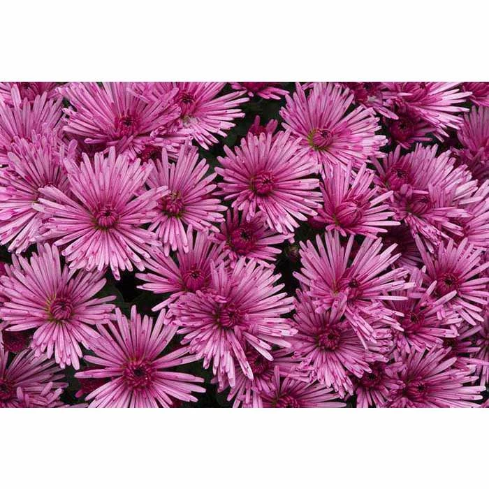 Chrysanthemum Belgian Garden Mums 'Remona' | Bedding | Perennials | 5 x Large Plugs 3 Chrysanthemum Belgian Garden Mums 'Remona' | Bedding | Perennials | 5 x Large Plugs