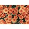 Chrysanthemum Belgian Garden Mums 'Santanos' | Bedding | 5 x Large Plugs 1 Chrysanthemum Belgian Garden Mums 'Santanos' | Bedding | 5 x Large Plugs -Starter Plant Sales PL9271SP main 8636