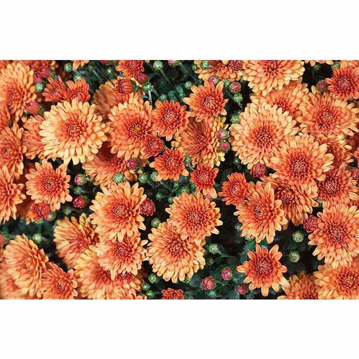 Chrysanthemum Belgian Garden Mums 'Santanos' | Bedding | 5 x Large Plugs 3 Chrysanthemum Belgian Garden Mums 'Santanos' | Bedding | 5 x Large Plugs