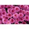 Chrysanthemum Belgian Garden Mums 'Bolero Purple' | Bedding | 5 x Large Plugs