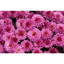 Chrysanthemum Belgian Garden Mums 'Bolero Purple' | Bedding | 5 x Large Plugs