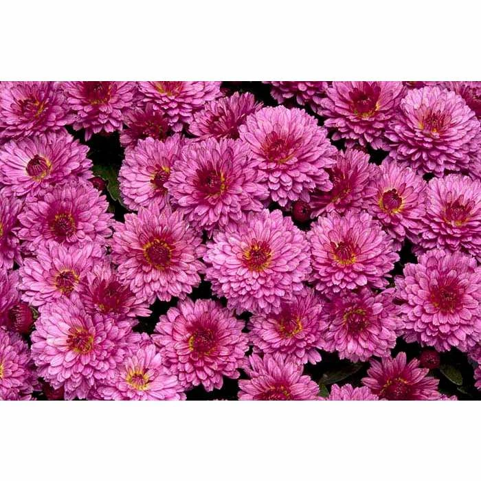 Chrysanthemum Belgian Garden Mums 'Bolero Purple' | Bedding | 5 x Large Plugs 3 Chrysanthemum Belgian Garden Mums 'Bolero Purple' | Bedding | 5 x Large Plugs