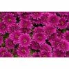 Chrysanthemum Belgian Garden Mums 'Erina Mauve' | Bedding | 5 x Large Plugs 1 Chrysanthemum Belgian Garden Mums 'Erina Mauve' | Bedding | 5 x Large Plugs -Starter Plant Sales PL9273SP main 9c3e