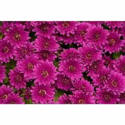 Chrysanthemum Belgian Garden Mums 'Erina Mauve' | Bedding | 5 x Large Plugs