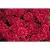 Chrysanthemum Belgian Garden Mums 'Erina Red' | Bedding | 5 x Large Plugs -Starter Plant Sales PL9274SP main eb5a