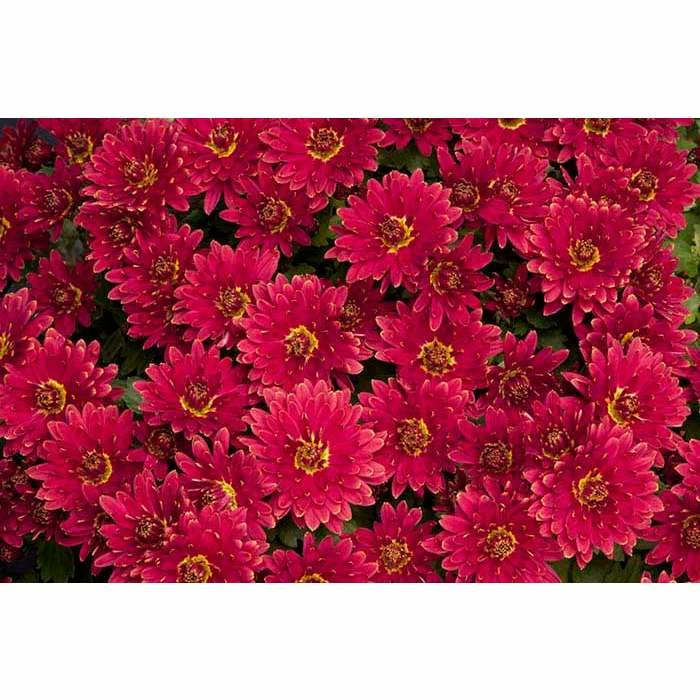 Chrysanthemum Belgian Garden Mums 'Erina Red' | Bedding | 5 x Large Plugs 3 Chrysanthemum Belgian Garden Mums 'Erina Red' | Bedding | 5 x Large Plugs