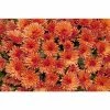 Chrysanthemum Belgian Garden Mums 'Marjolein Brown' | Bedding | Perennials | 5 x Large Plugs 2 Chrysanthemum Belgian Garden Mums 'Marjolein Brown' | Bedding | Perennials | 5 x Large Plugs -Starter Plant Sales PL9275SP main 8e41