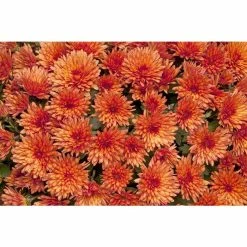 Chrysanthemum Belgian Garden Mums 'Marjolein Brown' | Bedding | Perennials | 5 x Large Plugs