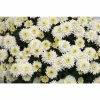 Chrysanthemum Belgian Garden Mums 'Osimo White | Bedding | Perennials | 5 x Large Plugs 1 Chrysanthemum Belgian Garden Mums 'Osimo White | Bedding | Perennials | 5 x Large Plugs -Starter Plant Sales PL9276SP main cc7a
