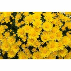 Chrysanthemum Belgian Garden Mums 'Picardie' | Bedding | 5 x Large Plugs