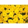 Chrysanthemum Belgian Garden Mums 'Vittorio' | Bedding | Perennials | 5 x Large Plugs 2 Chrysanthemum Belgian Garden Mums 'Vittorio' | Bedding | Perennials | 5 x Large Plugs -Starter Plant Sales PL9278SP main de60