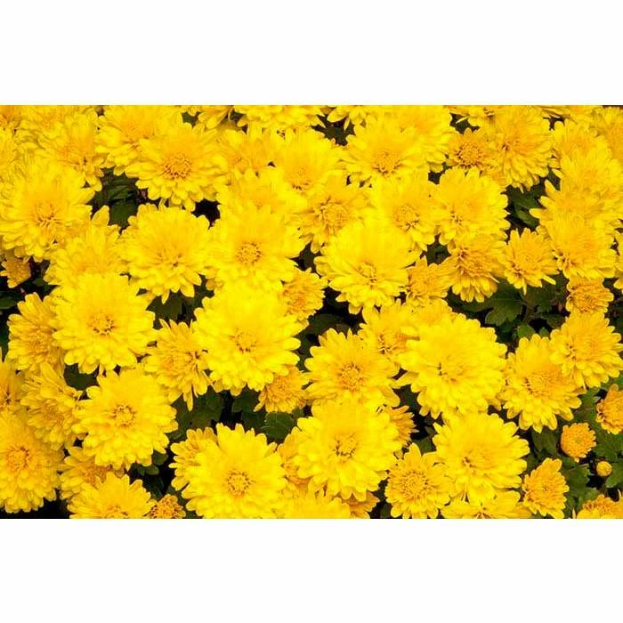 Chrysanthemum Belgian Garden Mums 'Vittorio' | Bedding | Perennials | 5 x Large Plugs 3 Chrysanthemum Belgian Garden Mums 'Vittorio' | Bedding | Perennials | 5 x Large Plugs