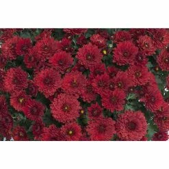 Chrysanthemum Belgian Garden Mums 'Festien' | Bedding | 5 x Large Plugs