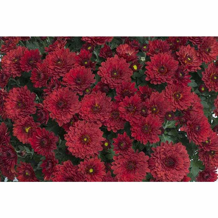 Chrysanthemum Belgian Garden Mums 'Festien' | Bedding | 5 x Large Plugs 3 Chrysanthemum Belgian Garden Mums 'Festien' | Bedding | 5 x Large Plugs
