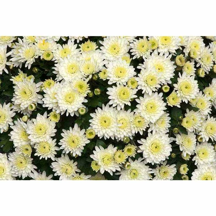 Chrysanthemum Belgian Garden Mums 'Isola White' | Bedding | Perennials | 5 x Large Plugs 3 Chrysanthemum Belgian Garden Mums 'Isola White' | Bedding | Perennials | 5 x Large Plugs